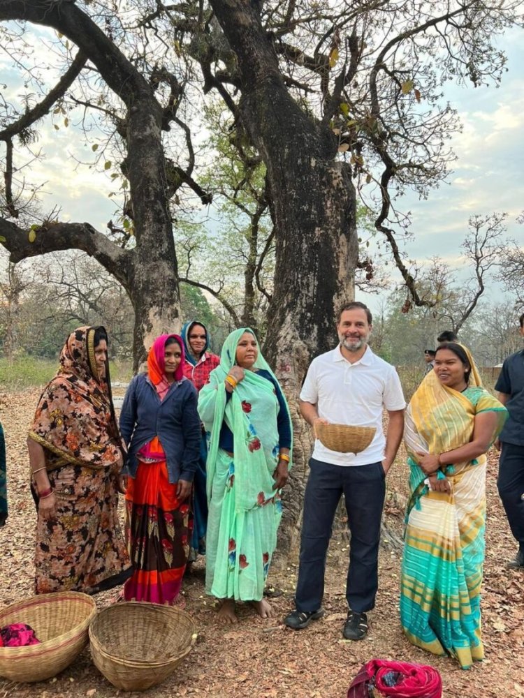 राहुल गांधी का अनोखा अंदाज...आदिवासी महिलाओं को महुआ बीनता देख मिलने पहुंचे और ख़ुद भी बीनने लगे