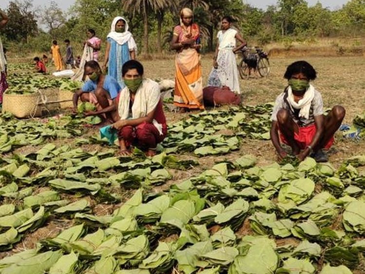 खुशखबरी ! बस्तर के तेंदूपत्ता संग्राहकों को अब कैश में होगा भुगतान