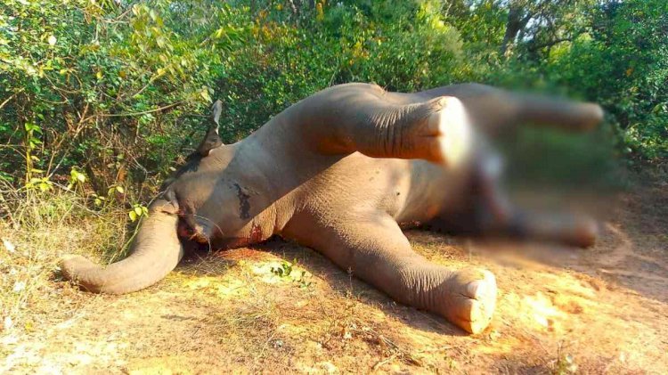 छत्तीसगढ़ में फिर एक हाथी की मौत...इस हाल में मिला नर हाथी का शव, मचा हड़कंप