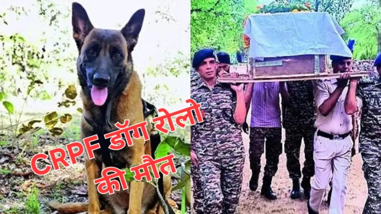 मधुमक्खियों ने CRPF के डॉग पर किया हमला, हमले में सीआरपीएफ डॉग रोलो की मौत,रोलो को पूरे सम्मान के साथ दी गई अंतिम विदाई