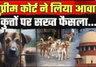 सुप्रीम कोर्ट सख्त: सार्वजनिक स्थानों पर आवारा कुत्तों को खाना खिलाने पर रोक डॉग लवर्स की याचिका खारिज, 