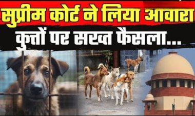 सुप्रीम कोर्ट सख्त: सार्वजनिक स्थानों पर आवारा कुत्तों को खाना खिलाने पर रोक डॉग लवर्स की याचिका खारिज, 
