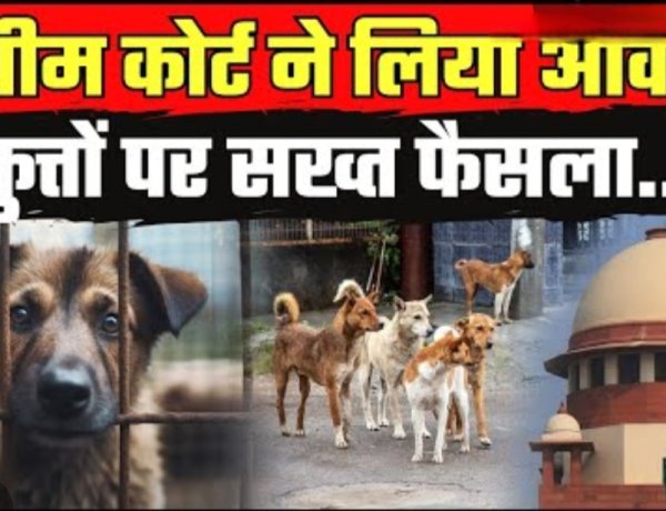 सुप्रीम कोर्ट सख्त: सार्वजनिक स्थानों पर आवारा कुत्तों को खाना खिलाने पर रोक डॉग लवर्स की याचिका खारिज, 