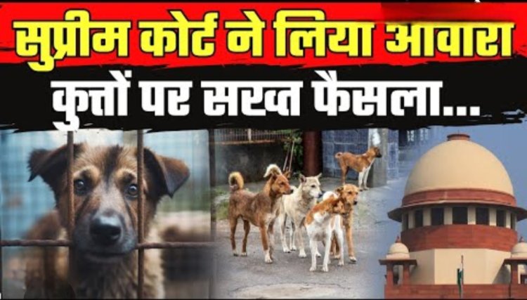 सुप्रीम कोर्ट सख्त: सार्वजनिक स्थानों पर आवारा कुत्तों को खाना खिलाने पर रोक डॉग लवर्स की याचिका खारिज, 