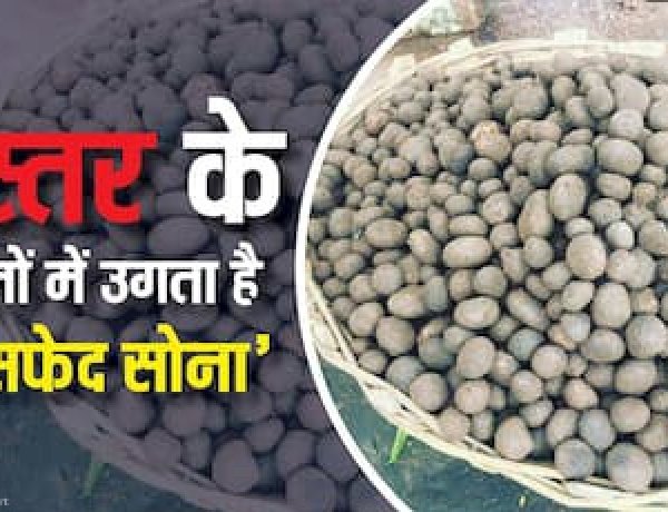 बस्तर के जंगलों में शुरू हुई बोड़ा की आवक, ₹5 हजार किलो तक पहुंची कीमत मानसून की पहली बारिश के साथ बाजारों में बढ़ी मांग
